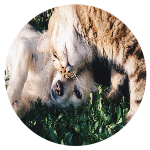 Clinica Veterinária Jardim França - Amizade