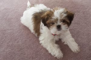 Shih Tzu - Comportamento