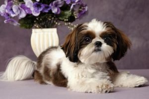 Shih Tzu - Ficha Técnica
