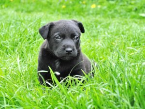 Verme de Cachorro: Todos os cachorros possuem? Verme de Cachorro: Todos os cachorros possuem?