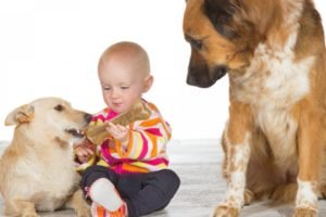 Ciúmes nos animais Ciúmes nos animais