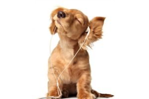 Medo Fogos de Artifício - Acostumar com o Som Externo