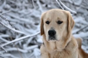 Motivos Para Ter Um Labrador