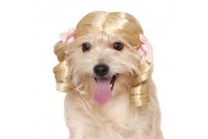 Castração nas Fêmeas