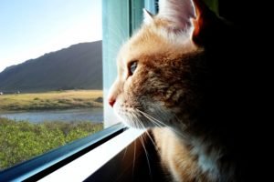 motivos para ter um gato: Eles são independentes