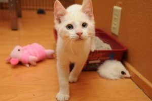 Motivos para ter um gato - Xixi no lugar certo