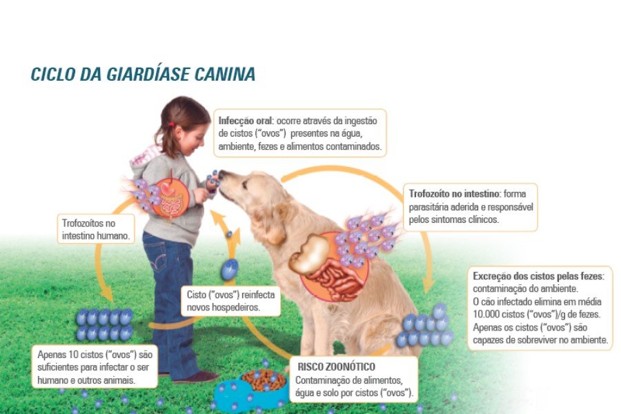 Giardia - Ciclo da Giardíase Canina Giardia - Ciclo da Giardíase Canina