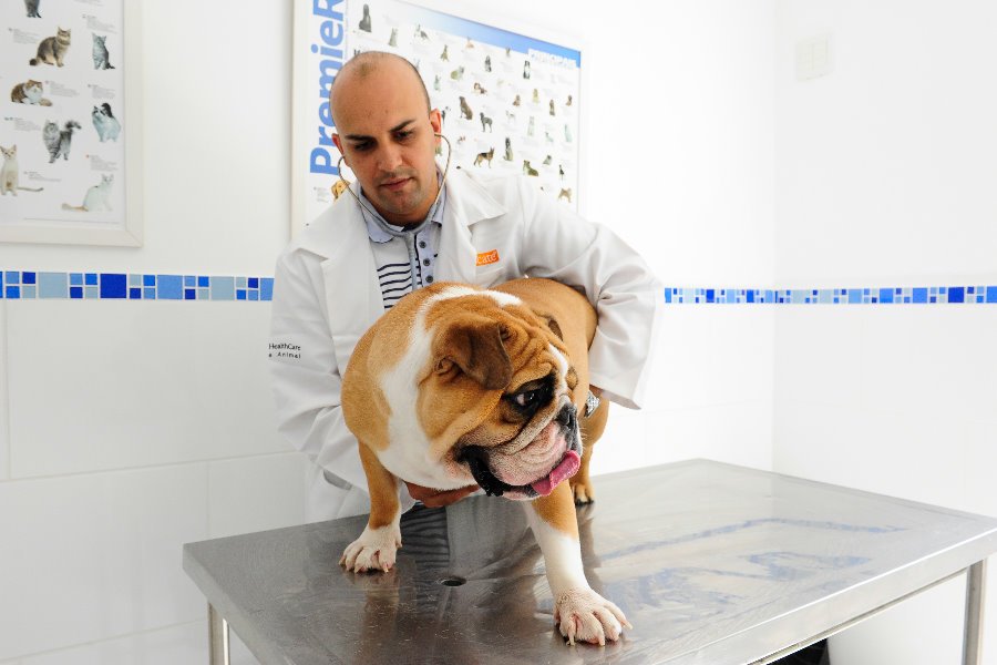 Piometra - Diagnóstico Piometra - Diagnóstico