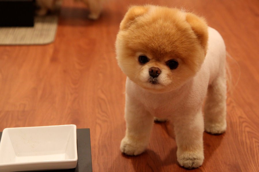 Lulu da Pomerânia
