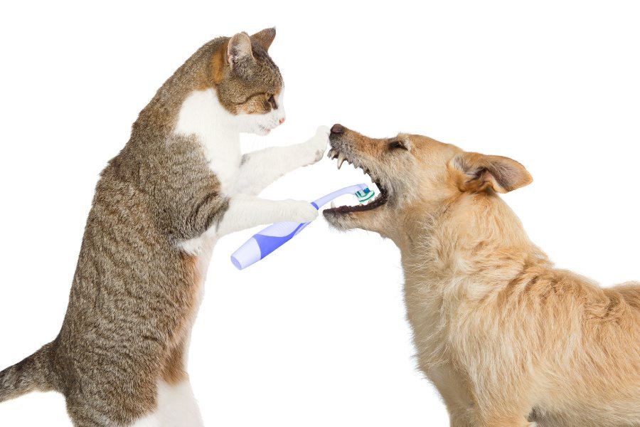 Saúde Bocal Canina