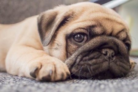 Principais Problemas Nos Pugs - Respiração