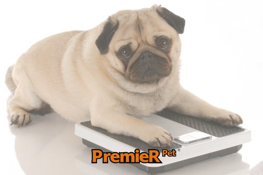 Obesidade em Animais Pequenos