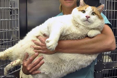 Obesidade em Animais Pequenos