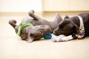 Hotel Para Cachorro - Competitividade