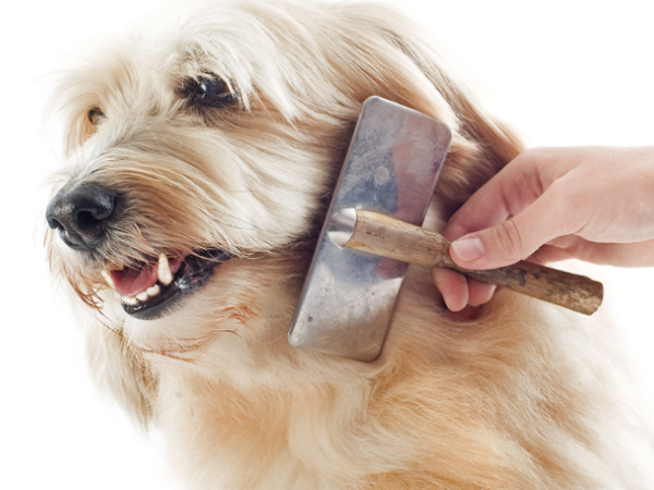 Pelo de Cachorro - Escovar os pelos