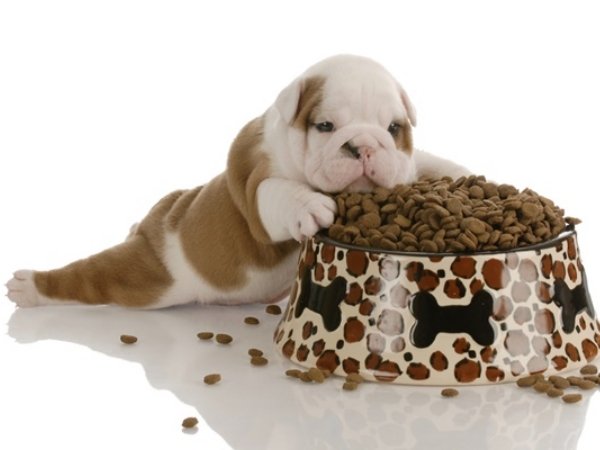 Pelo de Cachorro - Alimentação