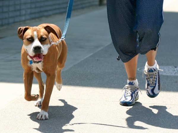 Brincar Com Cachorro - Passear