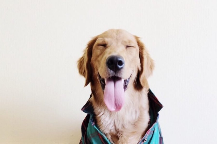 Como cuidar de um cachorro