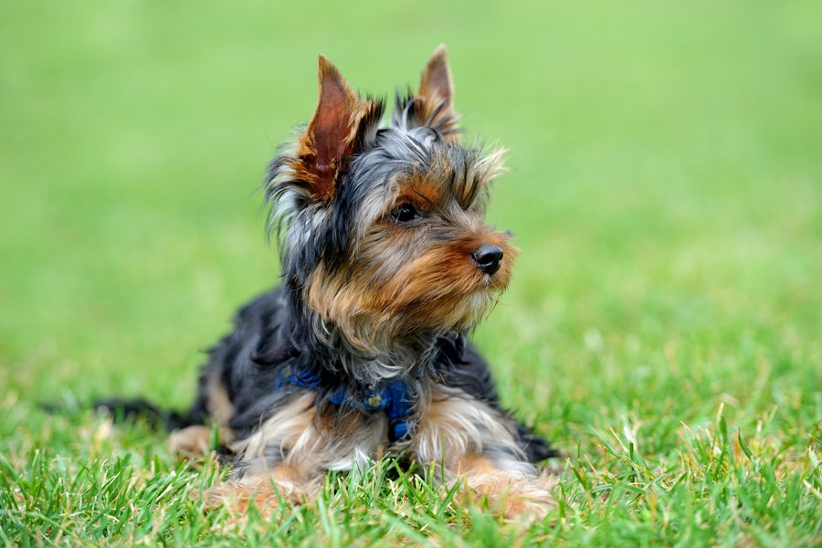 Yorkshire Terrier - Tudo sobre a raça mais alegre e feliz