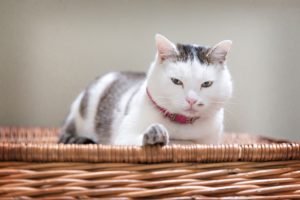 Tumores Mamários Em Gatas