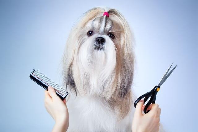 Tosa em cachorro: qual o tempo ideal entre cada uma?