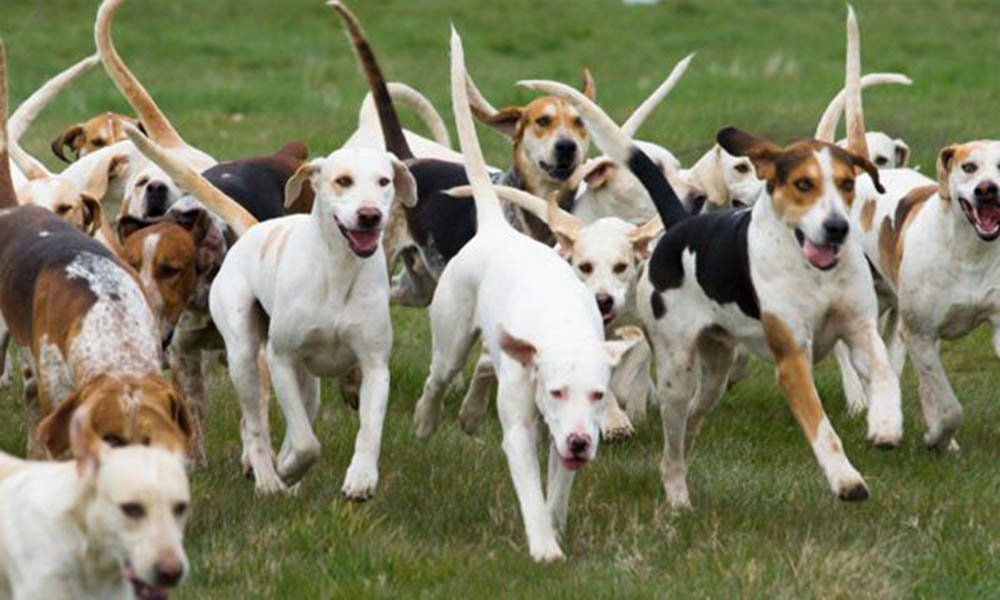 Passear com cachorro em SP