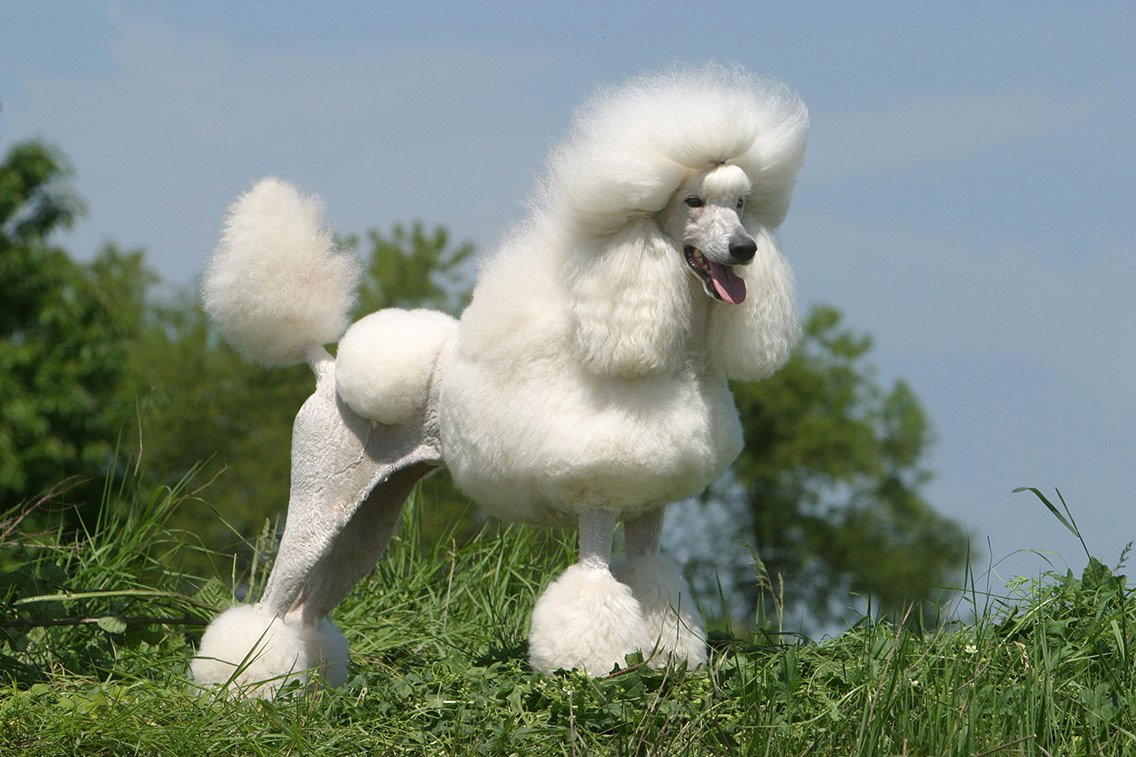 Poodle Gigante