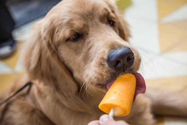 Passear com cachorro em SP