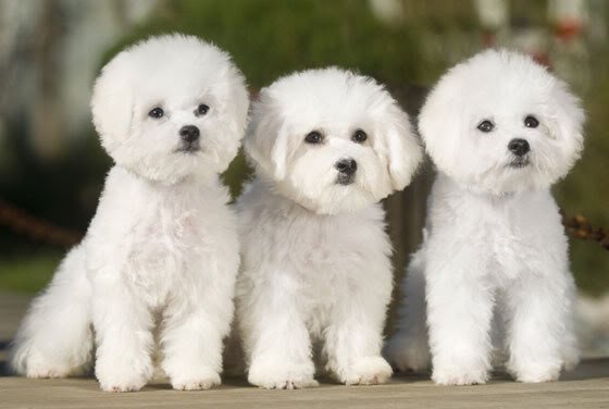 Tudo sobre poodle
