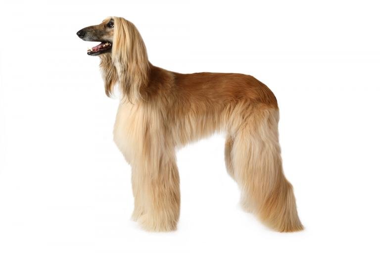 afghan-hound
