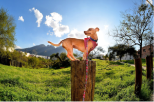 caminhar-em-períodos-de-sol-muito-quente-com-cachorro
